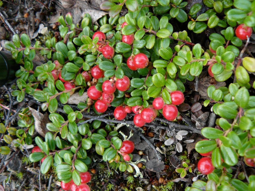 Prostrate lingonberry shrub with small green oval leaves and bright red round berries.