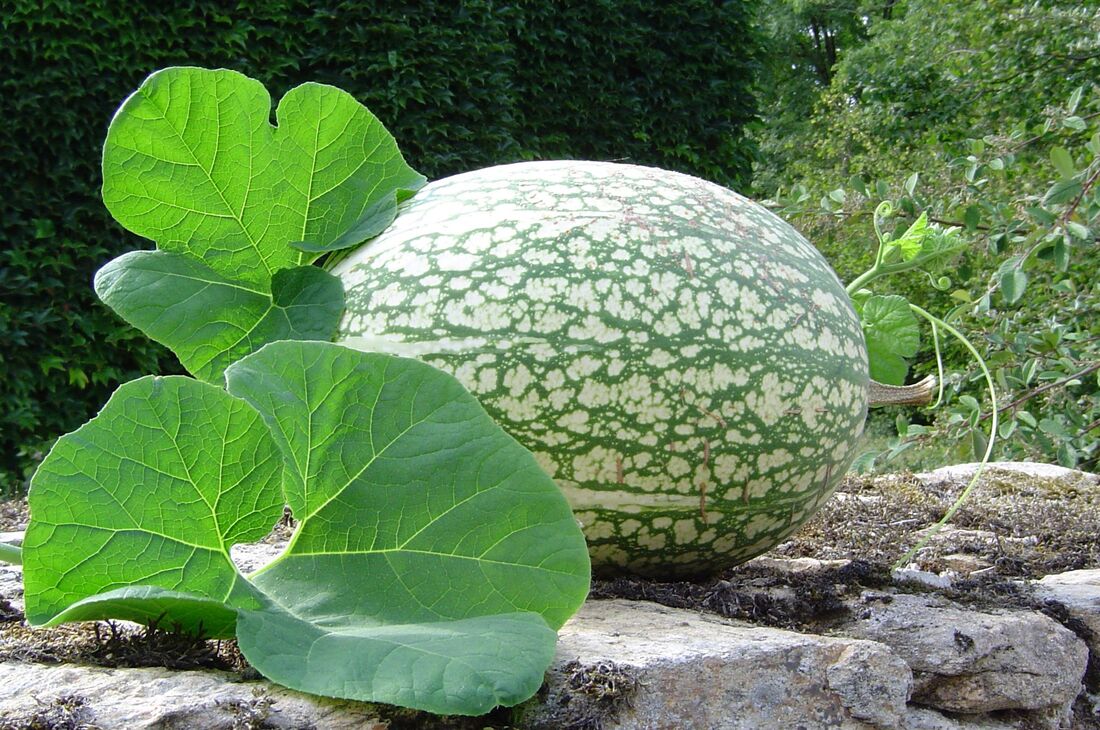 Malabar Gourds - The Daily Garden