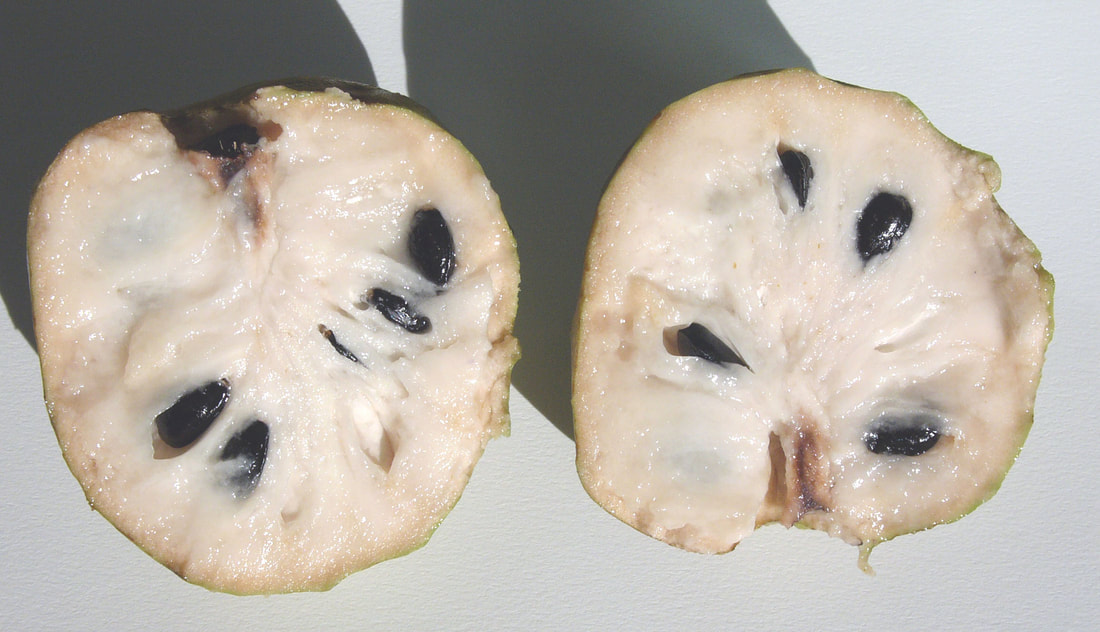 Halved cherimoya fruit showing thin green rind, creamy white flesh and large, dark, glossy seeds