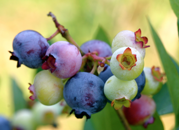 Blurred green background highlights a cluster of ripe and unripe blueberries, ranging from pale green to reddish purple and dark blue.