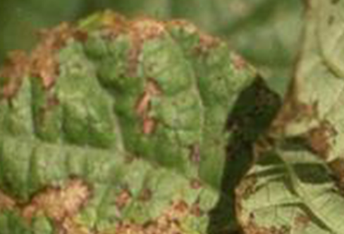 Close-up of the top and bottom of two bean leaves infected with curly top, exhibiting characteristic browed edges and dead areas across the surface of the leaf.