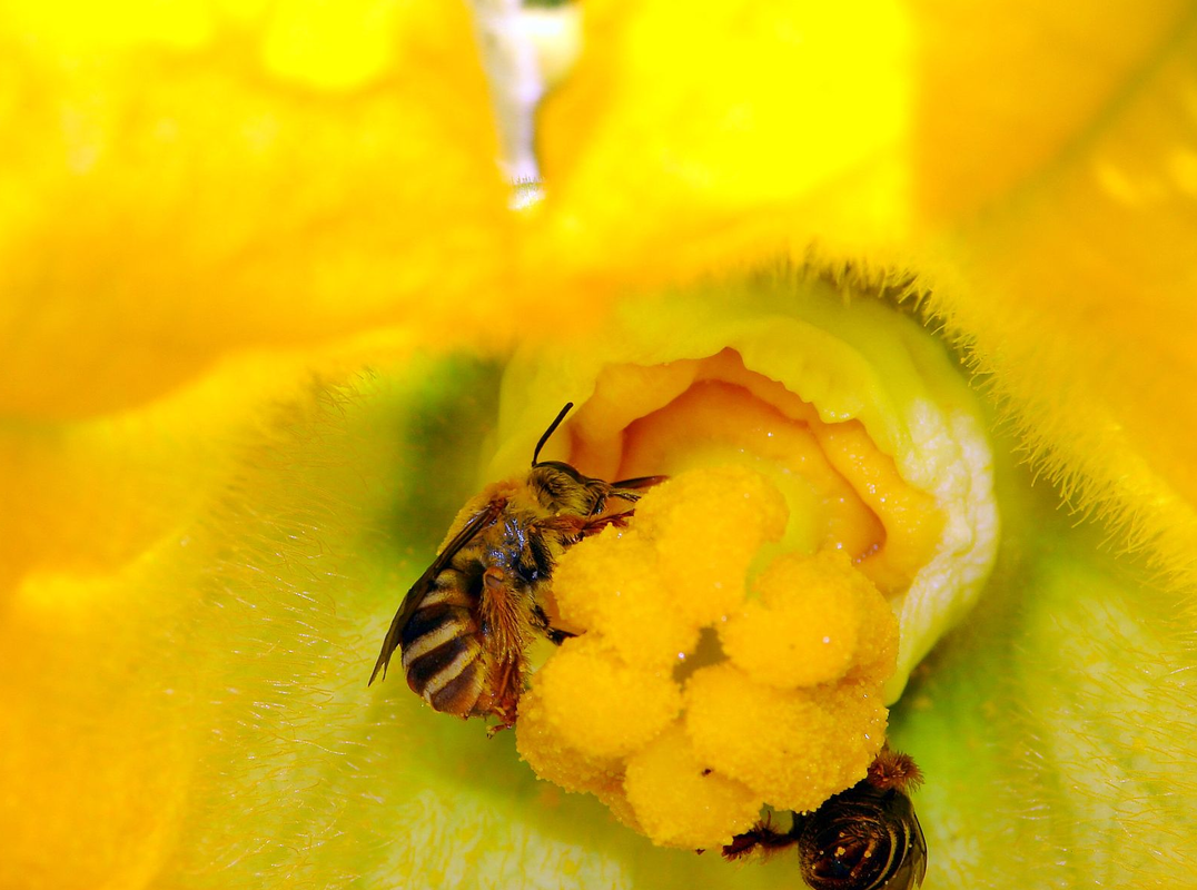 Close-up of bright yellow female squash flower with squash bee