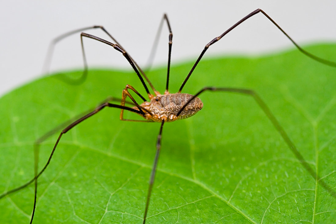 Daddy Longlegs and Cellar Spiders - The Daily Garden
