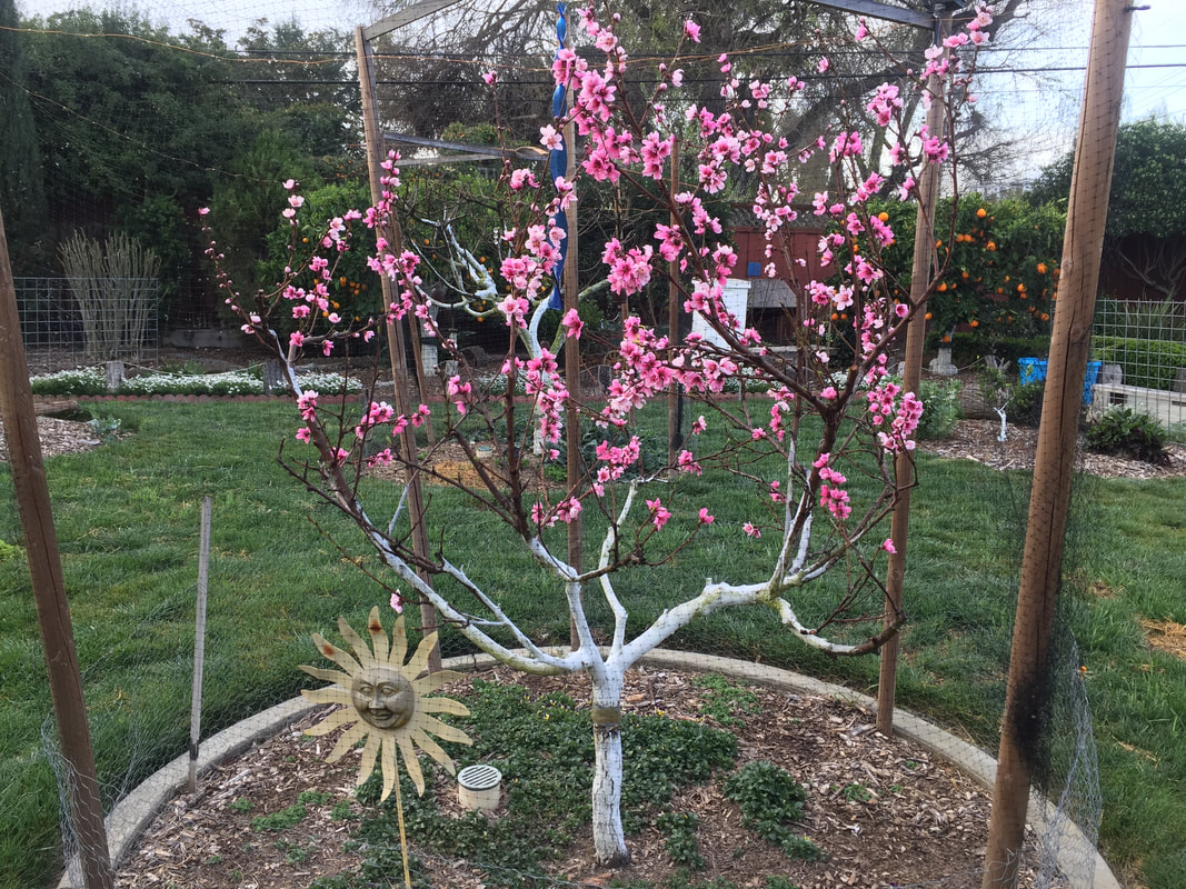Bright pink blossoms on caged dwarf nectarine tree that has been whitewashed to protect against sunburn damage.  Background of lawn and shrubs.