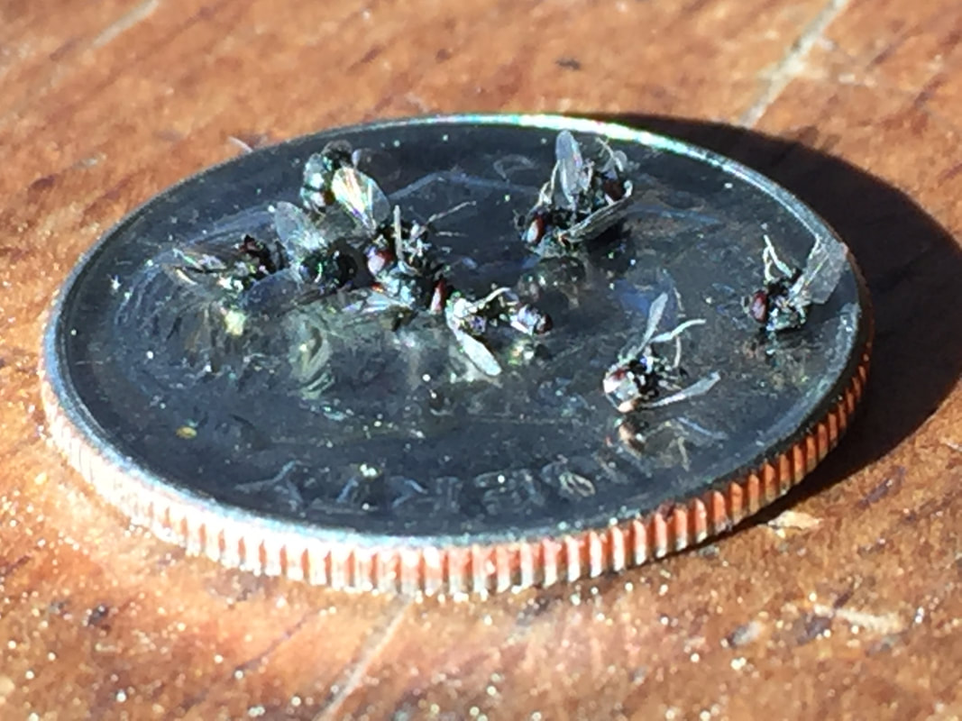 Ten tiny dead black flies on a dime on a wooden table.