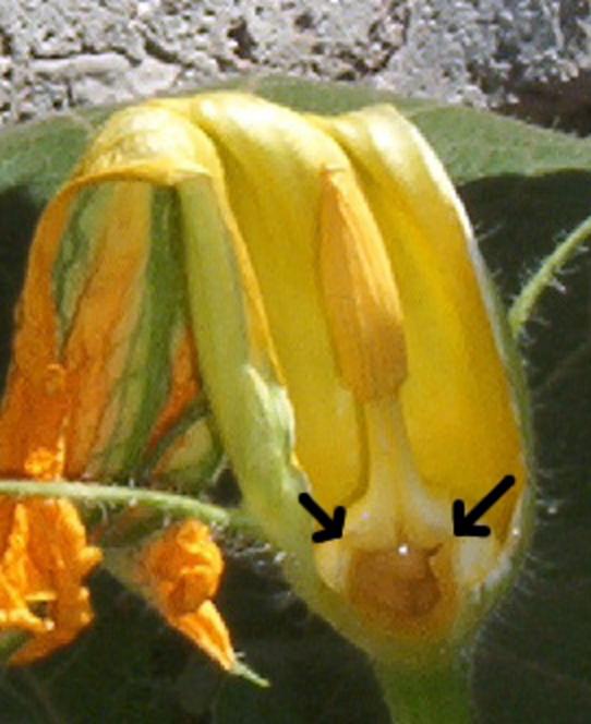 Cut-away close-up of green and yellow male squash flower
