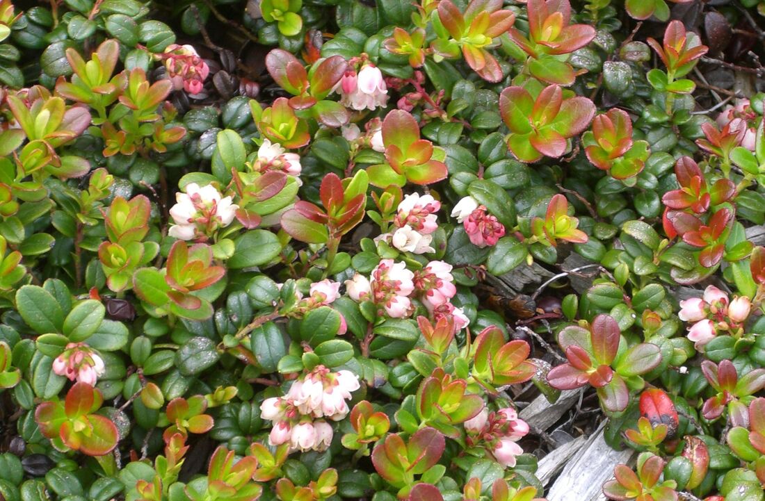 Dense growth of lingonberry shrub with dark green and reddish to pale green leaves and clusters of white and pink bell-shaped flowers.