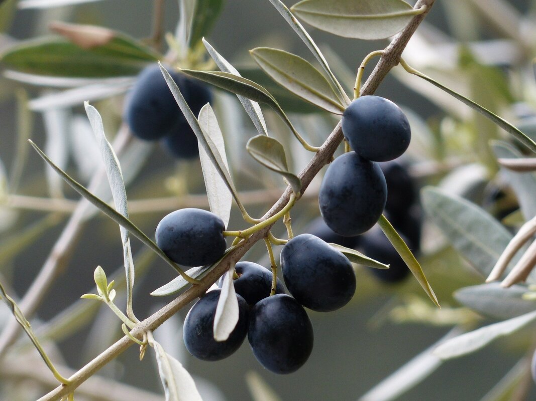 Olives   The Daily Garden