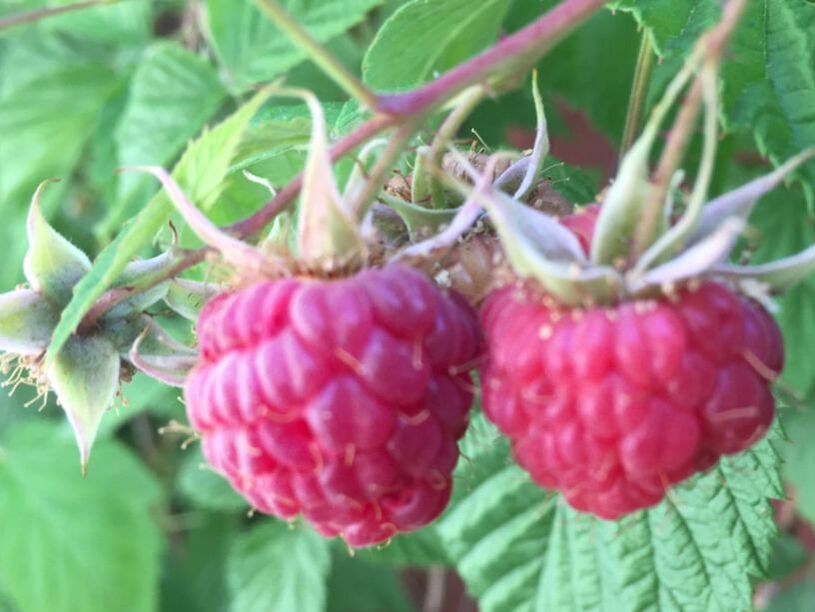 Raspberry Crown Borers - The Daily Garden
