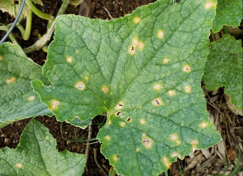 Close-up of cucumber leaf with  round, yellow damaged areas indicative of anthracnose.