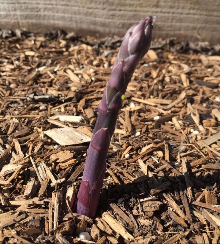 Single thick stalk of purple asparagus emerging from wood chip mulch.