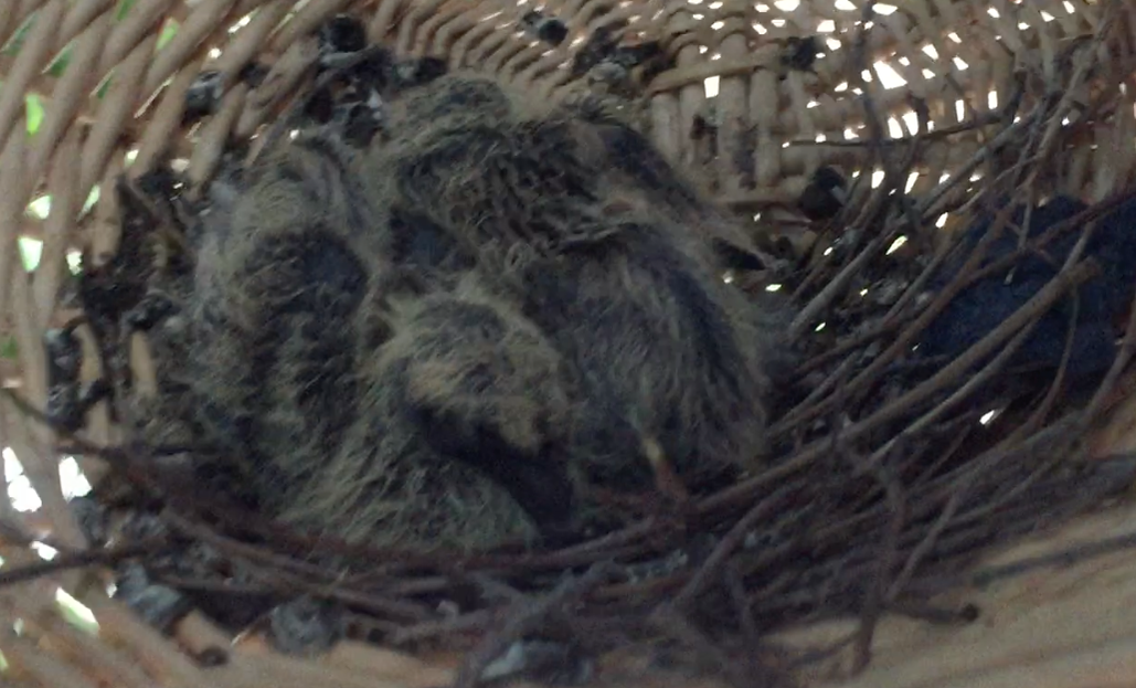 Two partially feathered baby Baraby dove chicks in a basket nest.