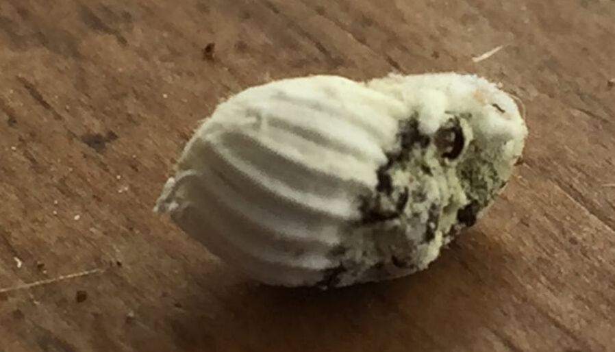 White scalloped shell shape on the left side of a dirty white lump that ends up being a cottony cushion scale female insect with her egg casing, on a brown wooden background.
