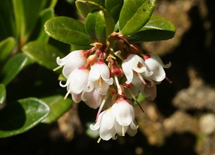 Cluster of white, bell-shaped lingonberry flowers hanging under and in front of dark green oval leaves