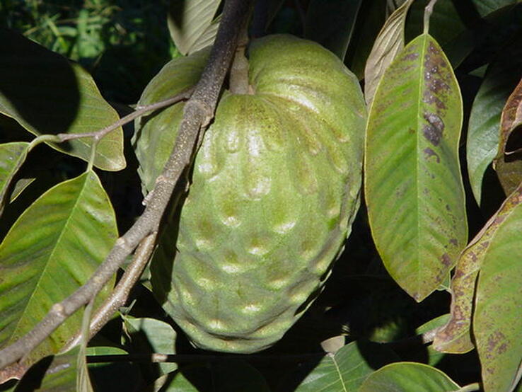 Inner canopy view of green, indented cherimoya fruit, green, oblong leaves showing some discoloration and insect feeding damage, and thin greyish-brown stems
