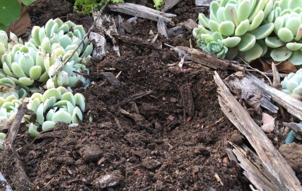 Mulch around echeveria succulents has  been pushed aside to show how heavy clay soil can become dark, loose, and healthier.