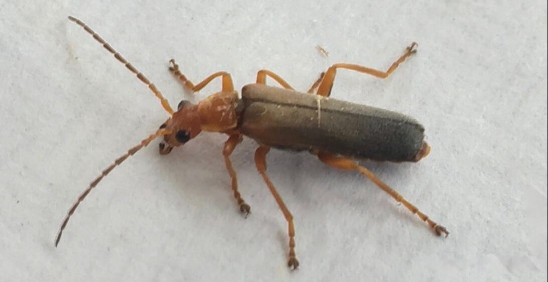Adult soldier beetle, with reddish-orange legs, thorax, head, and initial antennae segments, and brownish-black leathery wing covers on white background.