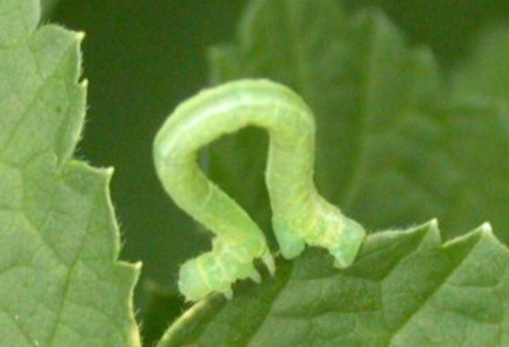 Inchworms - The Daily Garden
