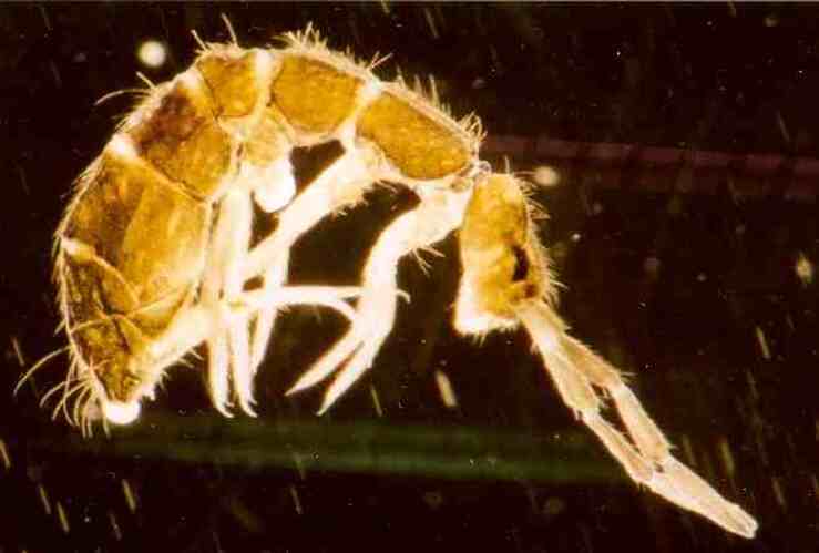 springtail control and treatments for the home yard and garden