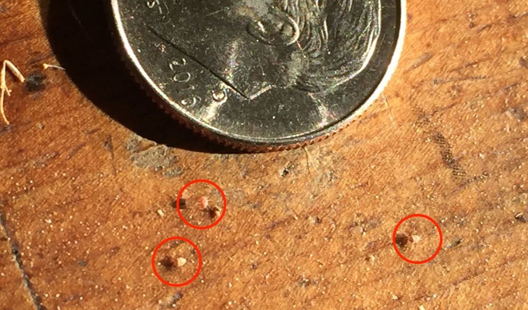 A dime on a wooden table and next to the dime are three very tiny reddish-orange male cottony cushion scale insects, circled in red.