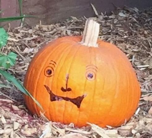 Intact mature pumpkin sitting on bed of wood chips. Silly face drawn on the pumpkin with a black marker