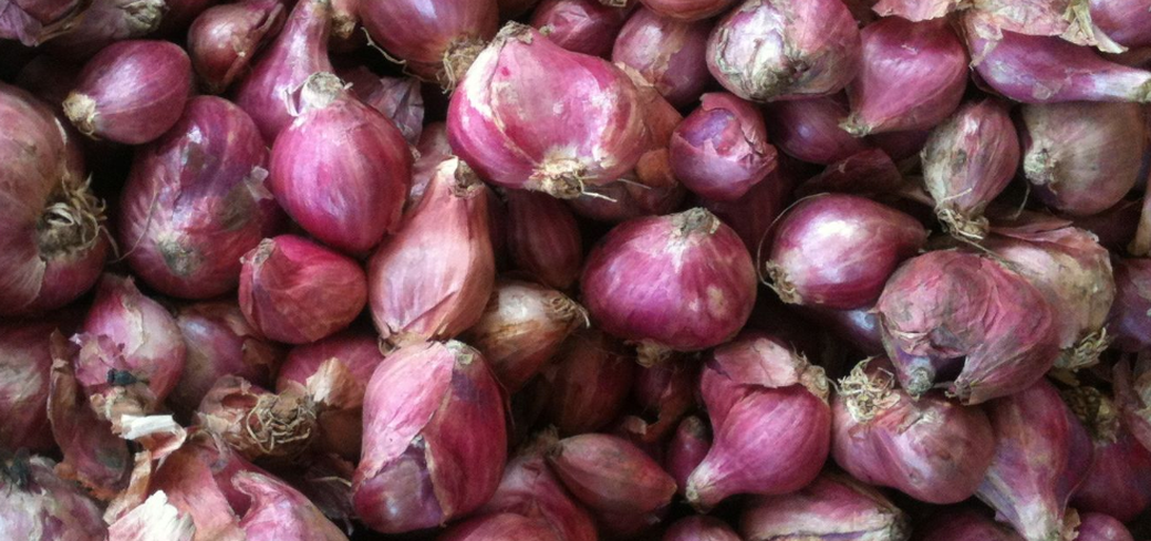 SHALLOT definition in American English