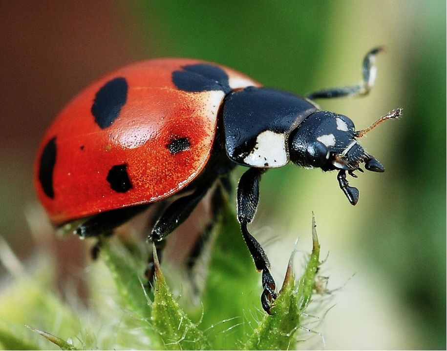 Ladybugs - The Daily Garden