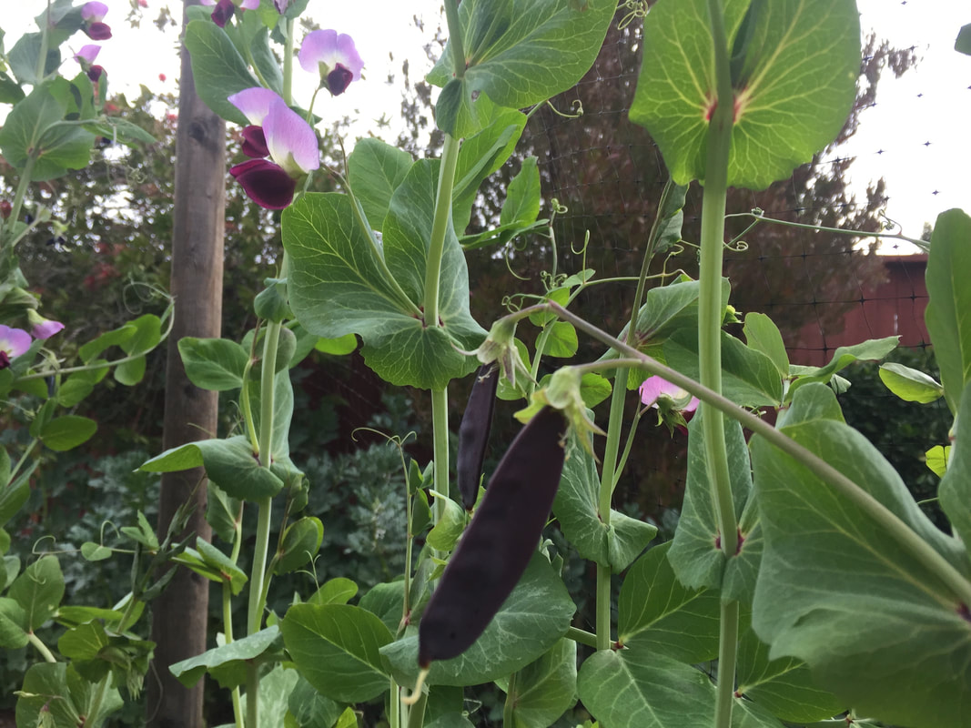 Close-up of purple-podded pea plants with green leaves, stems and tendrils.