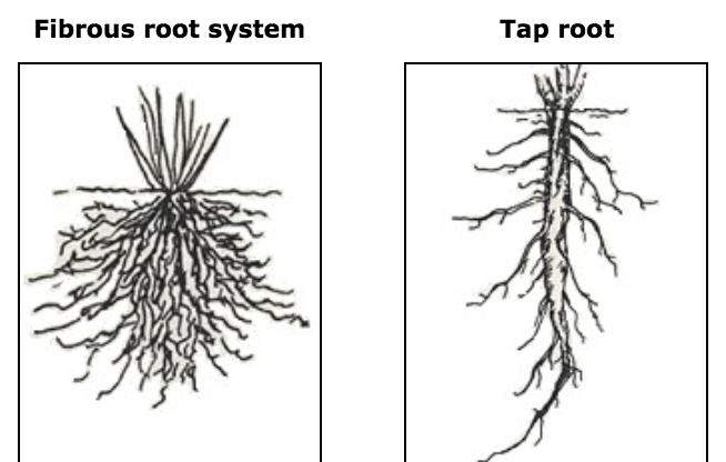 Roots - The Daily Garden