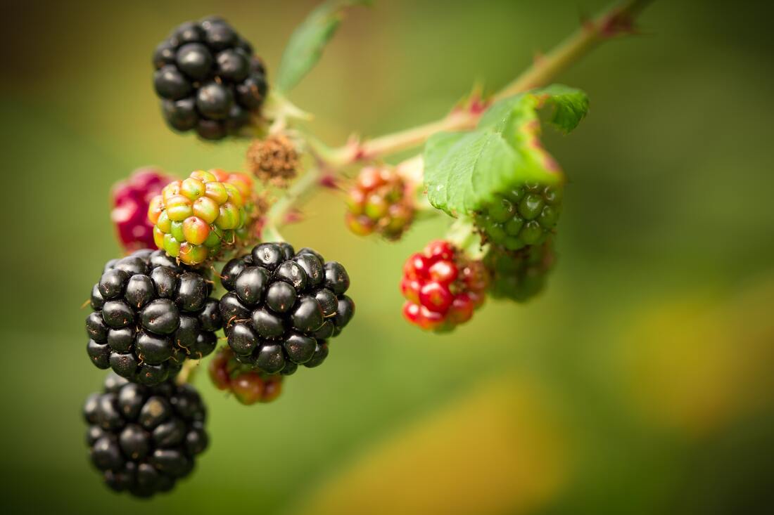 Blurred greenish yellow background with ripe purple, mid-ride red, and unripe green blackberries clustered on stem.