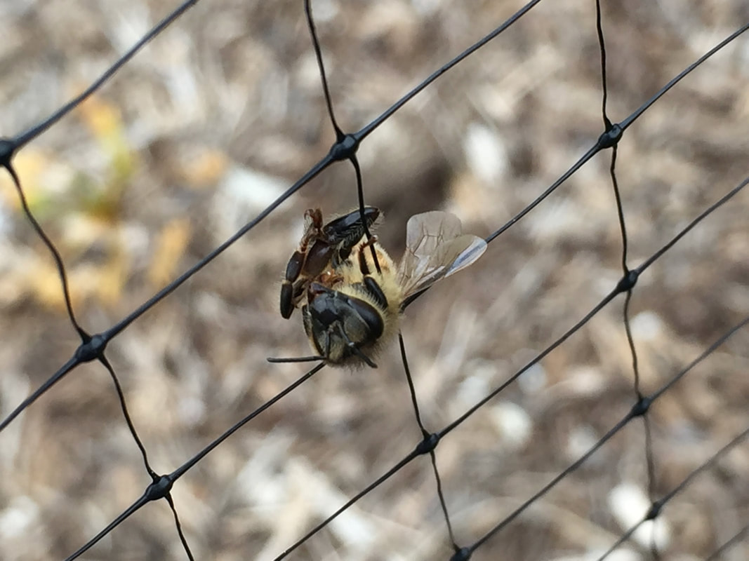 Sleeping honey bee hanging from netting.