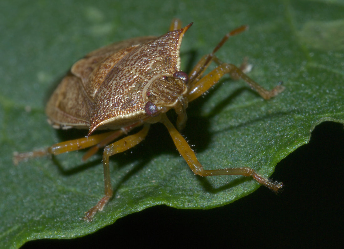 Predatory Stink Bugs - The Daily Garden