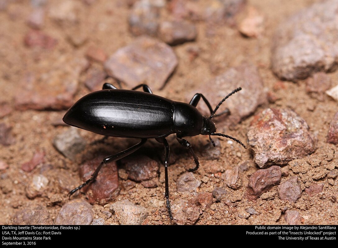 Darkling Beetles (Tenebrionids)  Missouri Department of Conservation