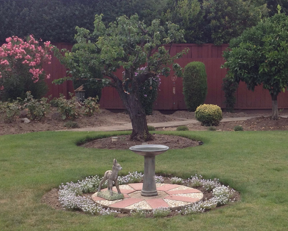 Landscape with bird bath and a small fawn statue on pavers in the fireground, an older, gnarled apricot tree in the midground, and a pink flowering shrub and a reddish-brown wooden fence in the background