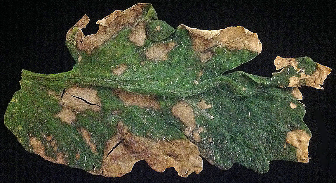 Close-up of tomato leaf with angular necrotic tissue indicative of anthracnose. Black background.