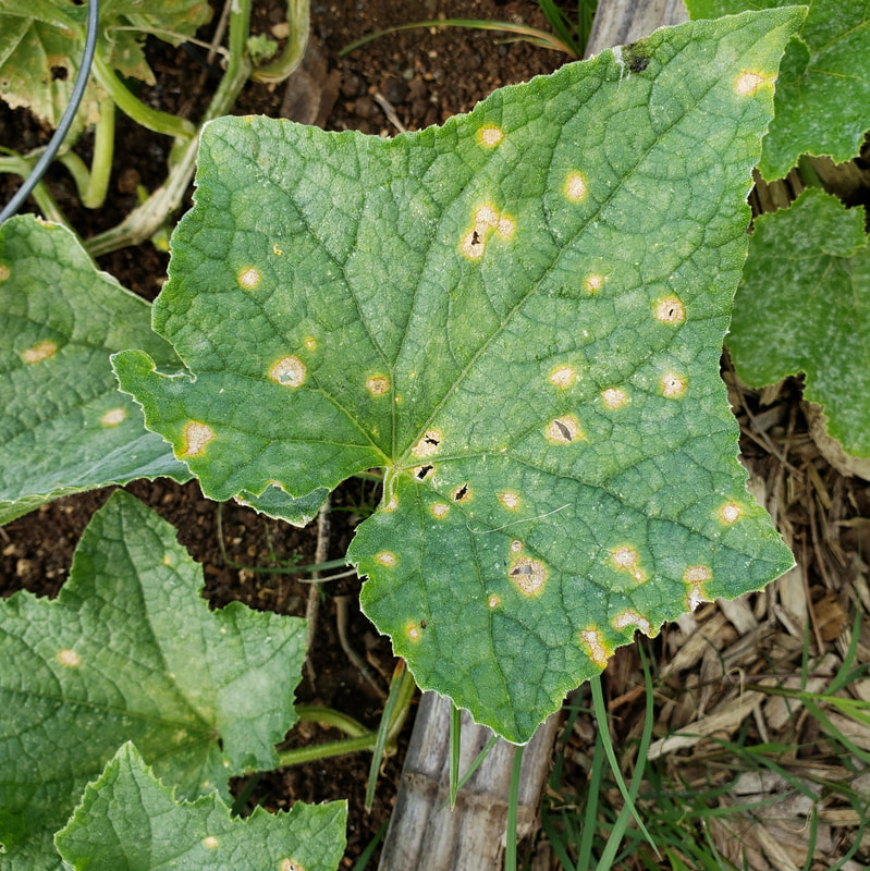 Close-up of cucumber leaf with  round, yellow damaged areas indicative of anthracnose.