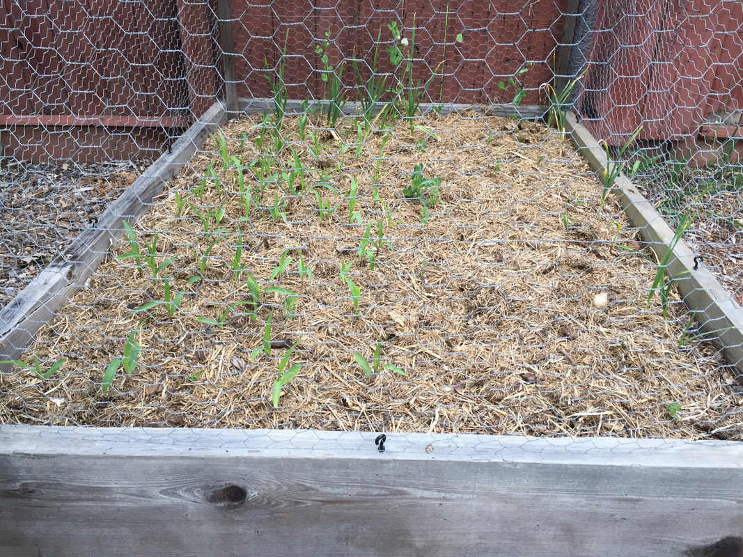 Raised bed caged with chicken wire. New corn plants seen on the left and peas in the back.