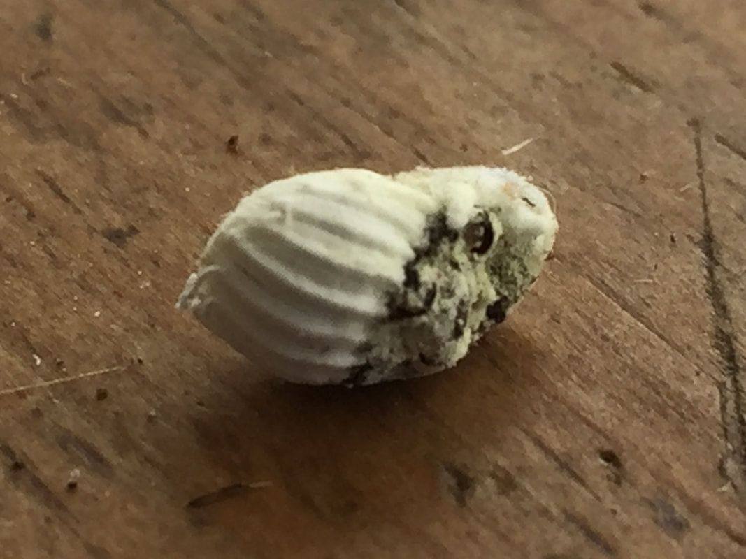 White scalloped shell shape on the left side of a dirty white lump that ends up being a cottony cushion scale female insect with her egg casing, on a brown wooden background.