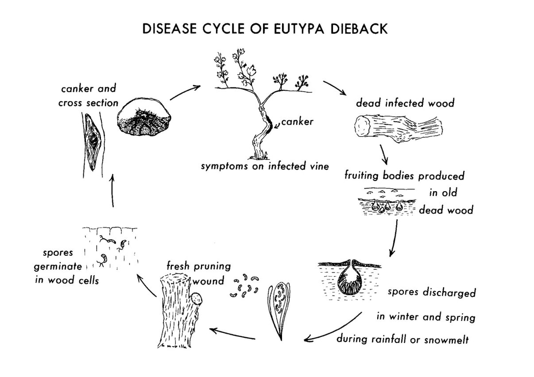 Eutypa spores are leased in spring, enter fresh pruning wounds, germinate and reproduce, causing cankers and branch dieback. Fruiting bodies grow in dead wood and the cycle repeats.