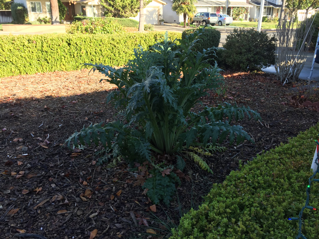 Large artichoke plant in California front yard is fully shaded at 9AM in December