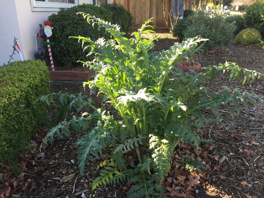 Large artichoke plant in California front yard is partially shaded at noon in December