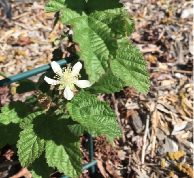 Blackberry seedling with several leaves and a single white 5-petaled flower with a cluster of spiked yellow anthers at its center growing up a green trellis in a bed of wood chip mulch.