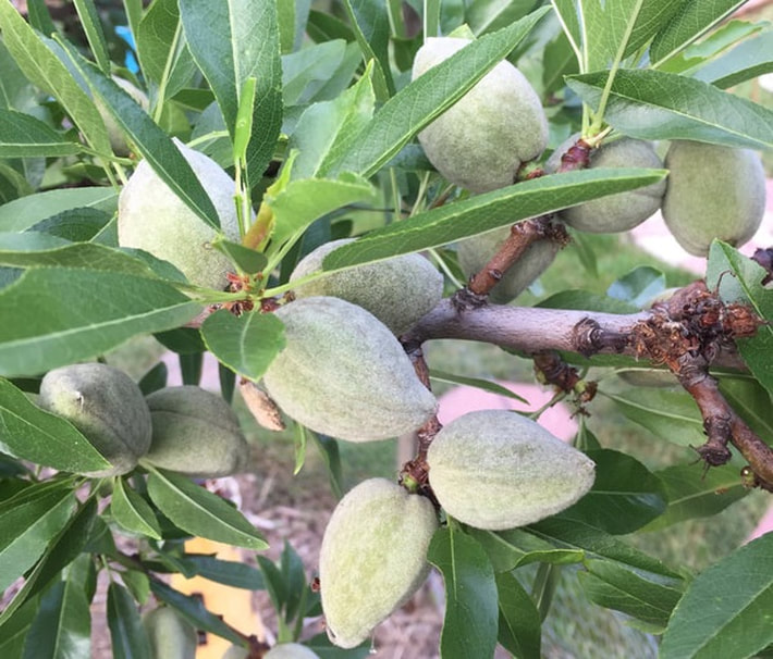 Close-up of clusters of immature almonds and leaves attached to stems.