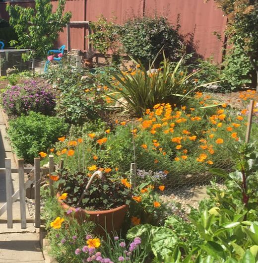 The same California backyard planting area under full sun with orange poppies and purple lavender in foreground showing with a red wooden fence in the background. Image taken at 10AM in May.