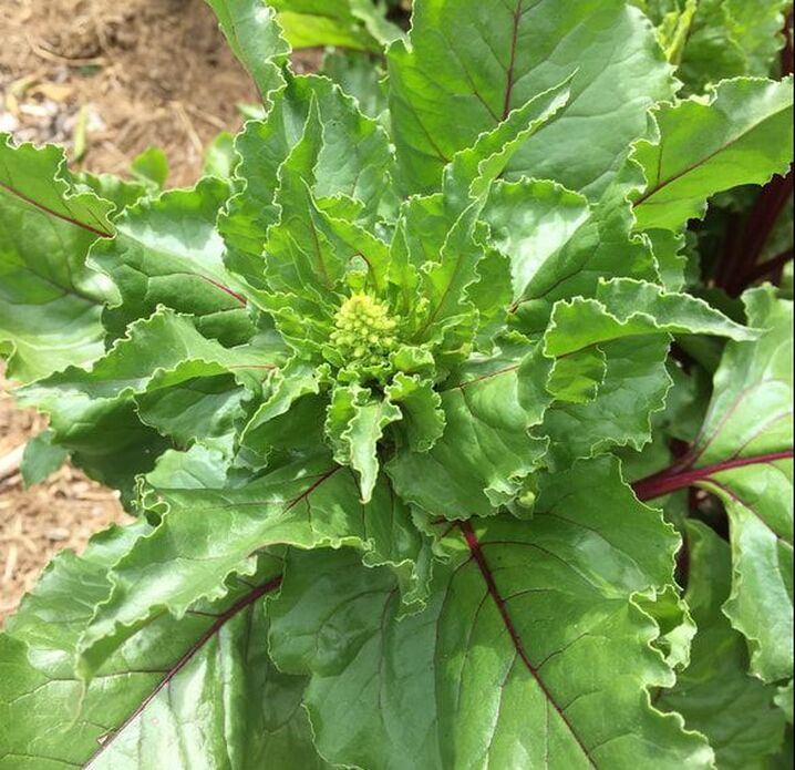 Overhead view of beet plant starting to form flowers.