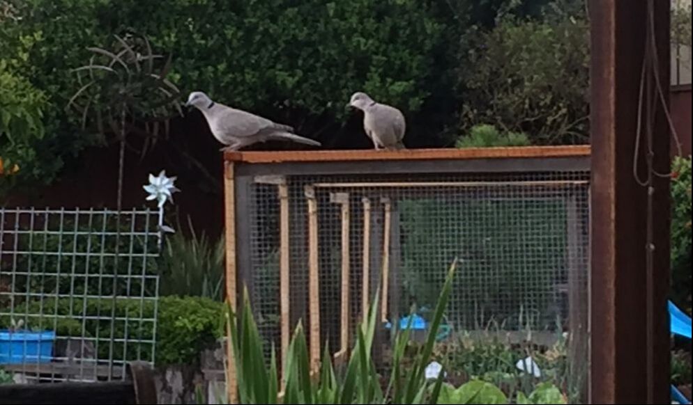 Two grey Barbary ringneck doves perched on top of 