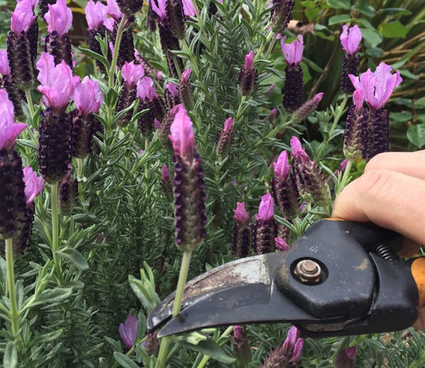 Cluster of flowering French lavender with hand holding pruners on stem, above a leaf pair, demonstrating where to deadhead.