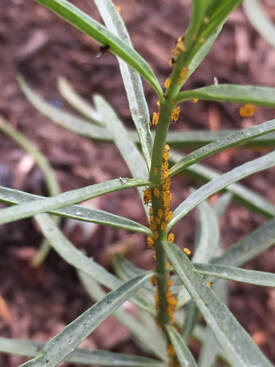 Close-up of milkweed stem covered with bright yellow oleander aphids.