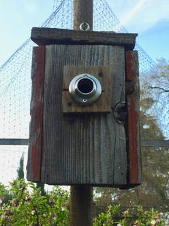 Homemade rustic birdhouse mounted on tree cage pole has shower rod holder attached over the opening to keep out larger birds.