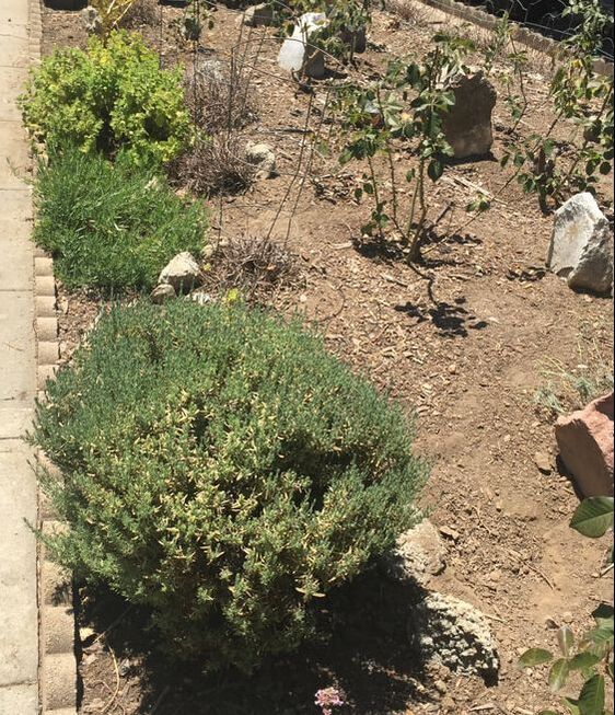 The same California backyard planting area under full sun showing sparse growth, with purple lavender plants and a tomato plant on the left, mostly exposed mulch down the middle, and a red wooden fence in the background. Image taken at noon in July.